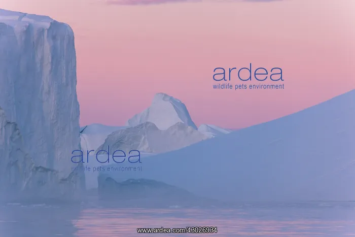 : Iceberg at sunset - Ilulissat Icefjord - Greenland : Iceberg at sunset - Ilulissat Icefjord - Greenland