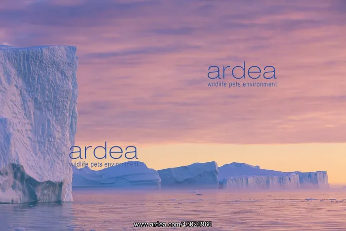 : Iceberg at sunset - Ilulissat Icefjord - Greenland : Iceberg at sunset - Ilulissat Icefjord - Greenland