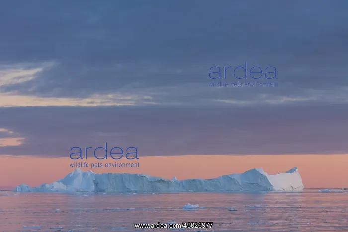 : Iceberg at sunset - Ilulissat Icefjord - Greenland : Iceberg at sunset - Ilulissat Icefjord - Greenland