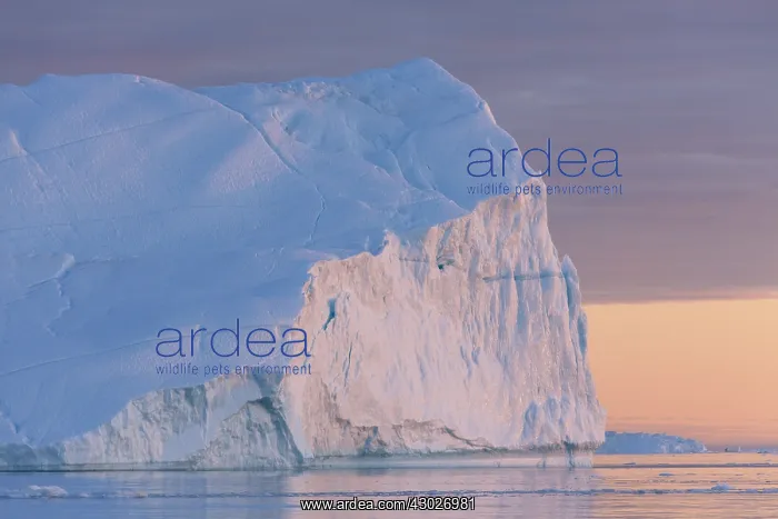 : Iceberg at sunset - Ilulissat Icefjord - Greenland : Iceberg at sunset - Ilulissat Icefjord - Greenland