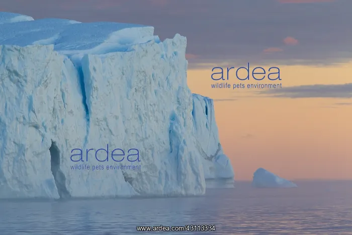 : Iceberg at sunset - Ilulissat Icefjord - Greenland : Iceberg at sunset - Ilulissat Icefjord - Greenland