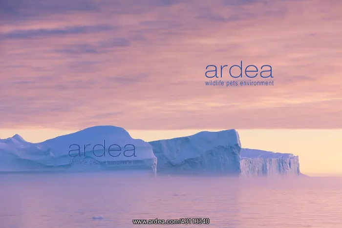 : Iceberg at sunset - Ilulissat Icefjord - Greenland : Iceberg at sunset - Ilulissat Icefjord - Greenland