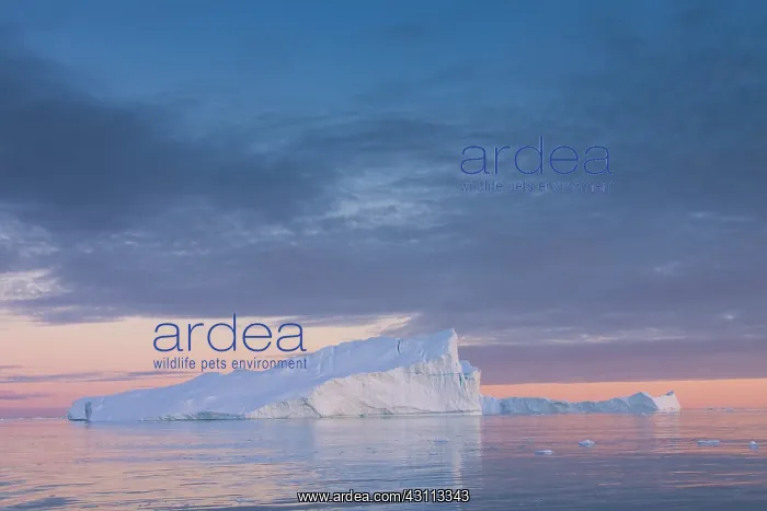 : Iceberg at sunset - Ilulissat Icefjord - Greenland : Iceberg at sunset - Ilulissat Icefjord - Greenland