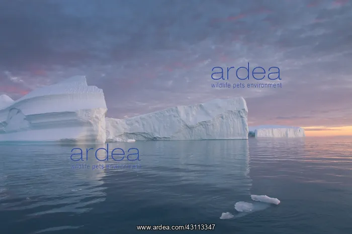 : Iceberg at sunset - Ilulissat Icefjord - Greenland : Iceberg at sunset - Ilulissat Icefjord - Greenland