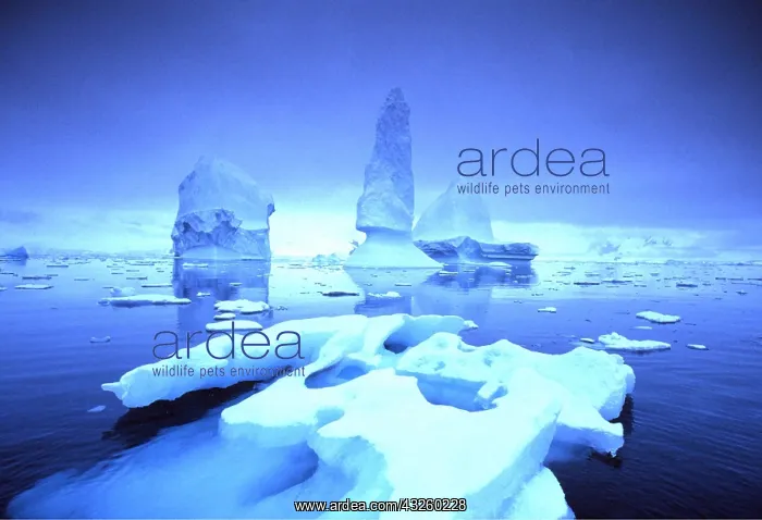 : ICEBERGS : ICEBERGS