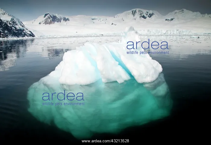 : Icebergs, Antarctica : Icebergs, Antarctica