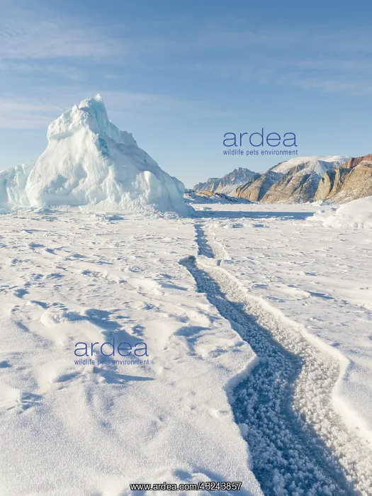 : Icebergs in front of Appat Island, frozen into the : Icebergs in front of Appat Island, frozen into the