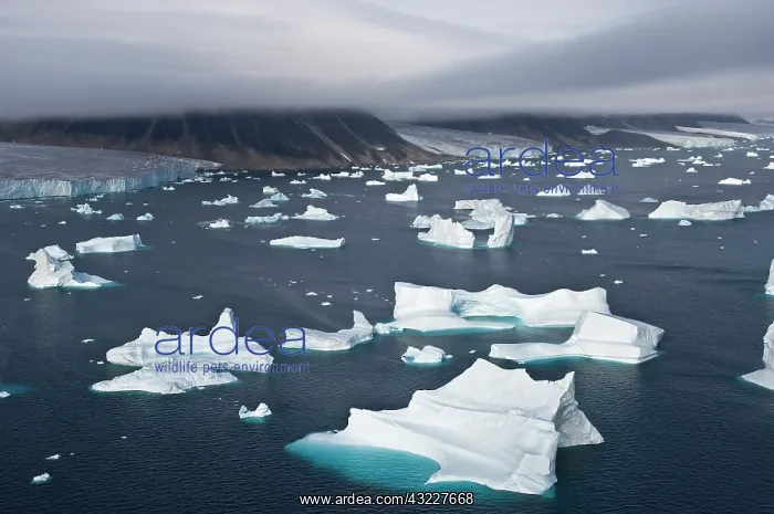  : Icebergs, Cape York, Greenland