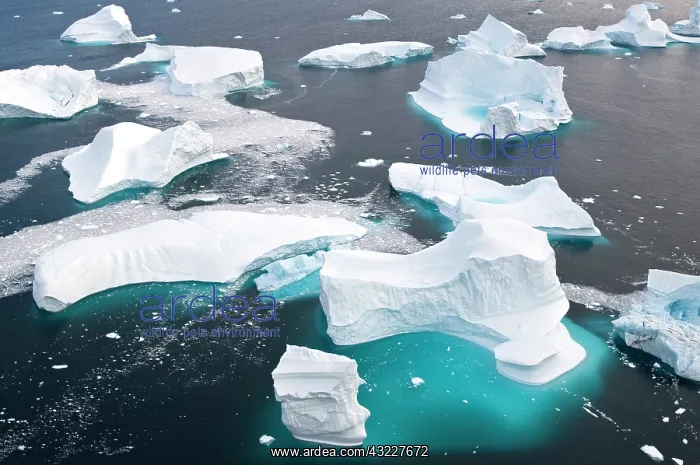 : Icebergs, Cape York, Greenland : Icebergs, Cape York, Greenland