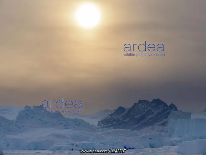 : Icebergs frozen into the sea ice of the Uummannaq : Icebergs frozen into the sea ice of the Uummannaq