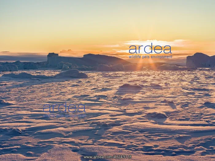 : Icebergs frozen into the sea ice of the Uummannaq : Icebergs frozen into the sea ice of the Uummannaq