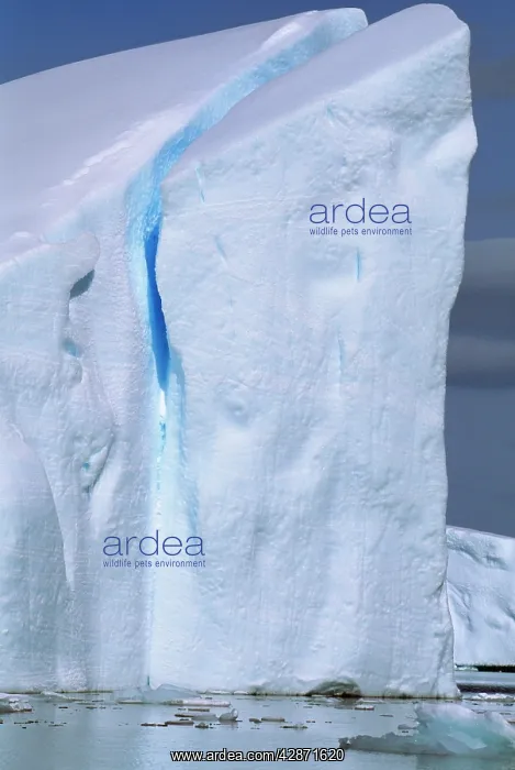  : Icebergs in Girard Bay, December