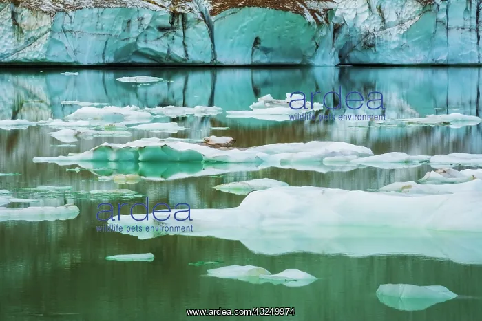 : Icebergs on glacial meltwater under Mount Edith : Icebergs on glacial meltwater under Mount Edith