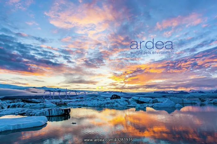 : Icebergs in the glacier lagoon J&, x1abd6c;sarlon : Icebergs in the glacier lagoon J&, x1abd6c;sarlon