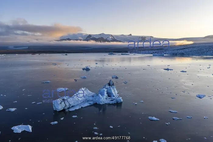 : Icebergs in glacier lagoon, Vatnajokull glacier : Icebergs in glacier lagoon, Vatnajokull glacier