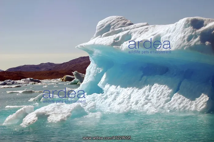 : Icebergs of Godthabs Fjord, Nuuk, Greenland : Icebergs of Godthabs Fjord, Nuuk, Greenland
