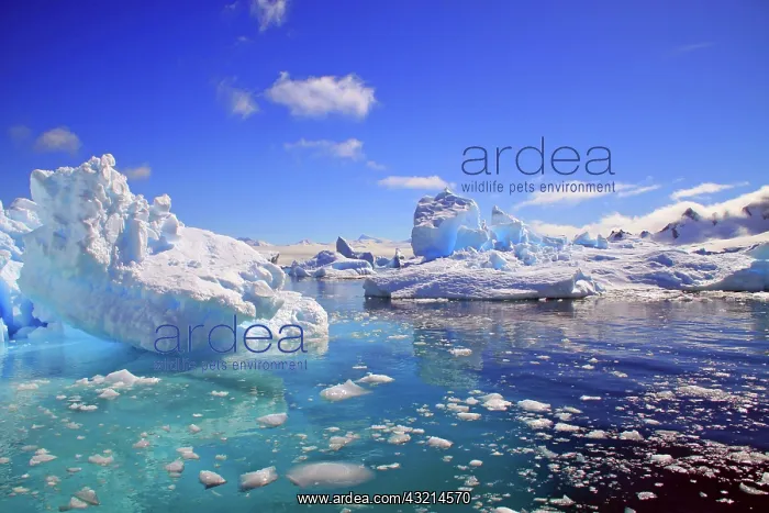 : Icebergs and ice flows along the Antarctic : Icebergs and ice flows along the Antarctic