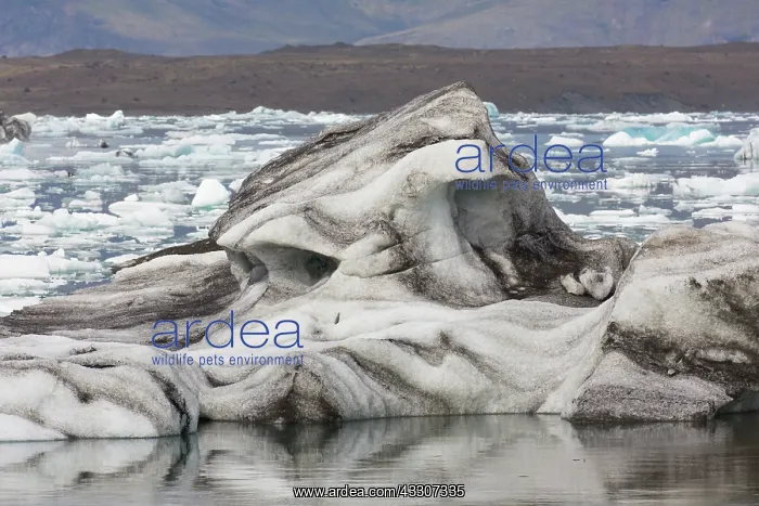: Icebergs in Joekusarlon glacial lake - Iceland : Icebergs in Joekusarlon glacial lake - Iceland