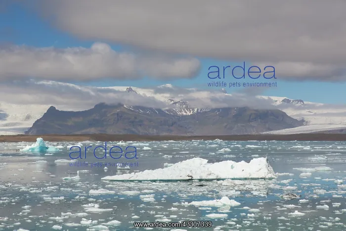 : Icebergs in Joekusarlon glacial lake - Iceland : Icebergs in Joekusarlon glacial lake - Iceland