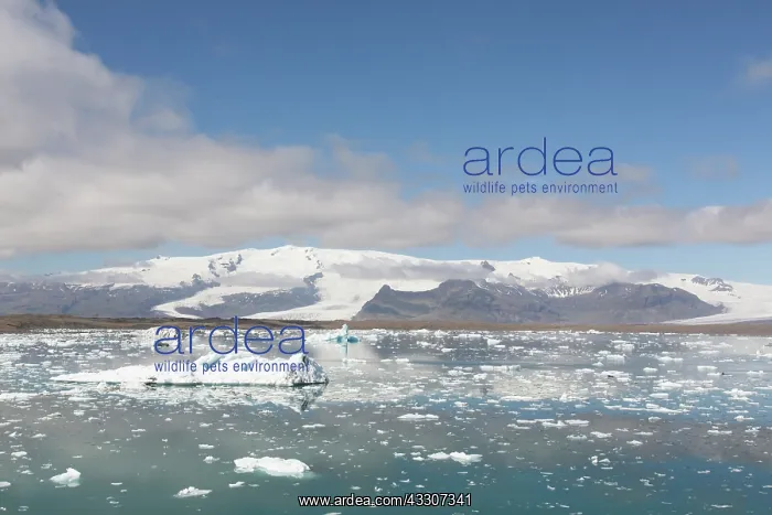 : Icebergs in Joekusarlon glacial lake - Iceland : Icebergs in Joekusarlon glacial lake - Iceland