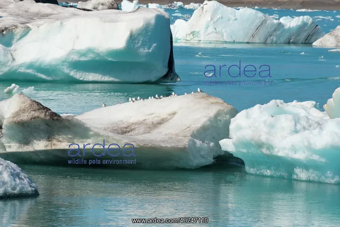  : Icebergs in Jokulsarlon Glacial Lagoon, Iceland