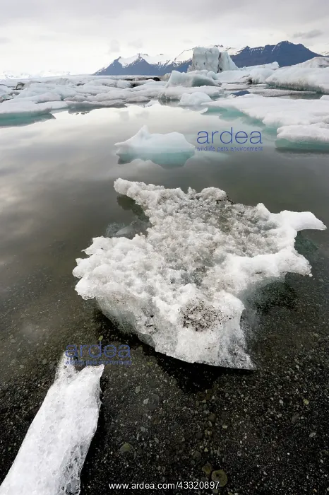 : Icebergs in the Jokulsarlon glacier lagoon laying : Icebergs in the Jokulsarlon glacier lagoon laying