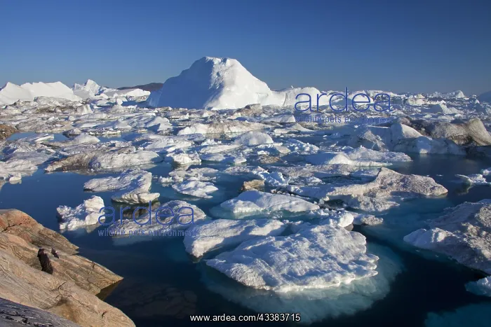 : Icebergs in the Kangia Icefjord, Disko-Bay, UNESCO-World Her : Icebergs in the Kangia Icefjord, Disko-Bay, UNESCO-World Her