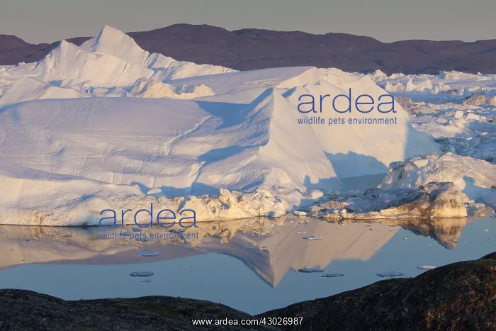  : Icebergs - Kangia Icefjord - Greenland