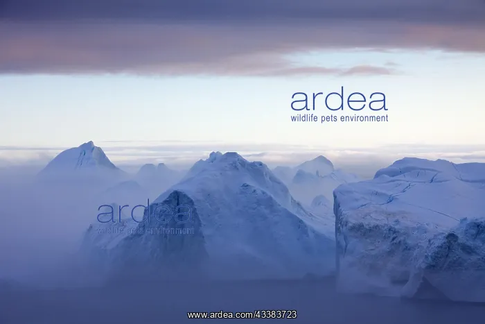 : Icebergs in the mist, Kangia Icefjord, Disko-Bay : Icebergs in the mist, Kangia Icefjord, Disko-Bay