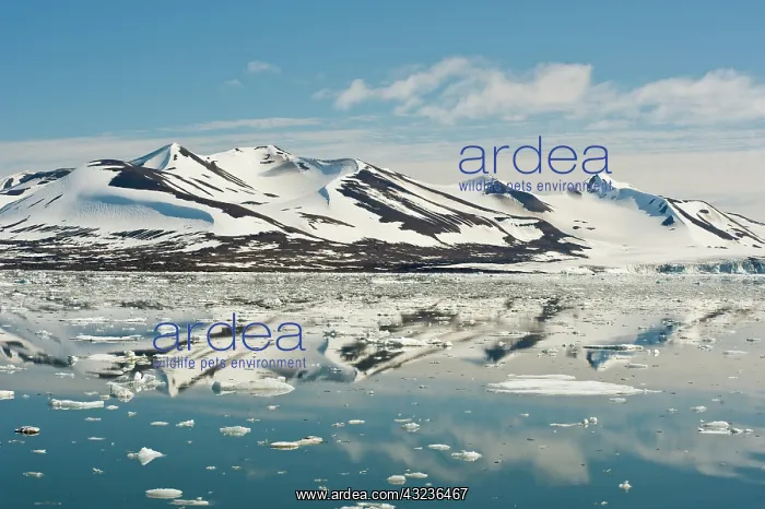 : Icebergs and mountains, Hornsund Fiord : Icebergs and mountains, Hornsund Fiord
