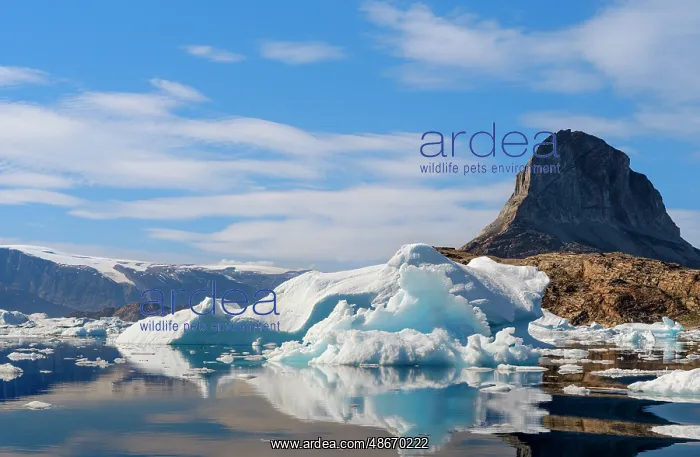 : Icebergs near Ikerasak in the Uummannaq Fjord System : Icebergs near Ikerasak in the Uummannaq Fjord System