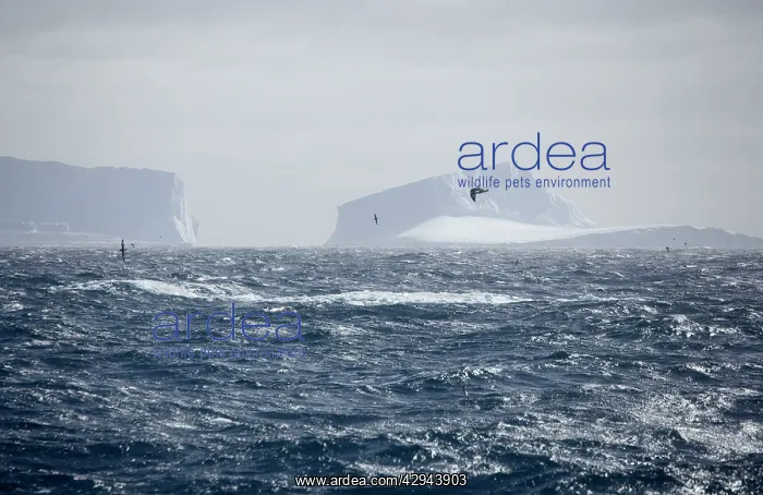 : Icebergs - Petrels flying past : Icebergs - Petrels flying past