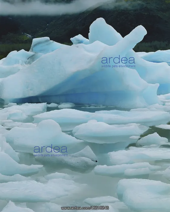 : Icebergs in Portage Lake, Alaska : Icebergs in Portage Lake, Alaska