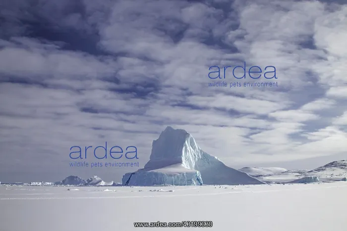 : Icebergs, seen from frozen fjord, coast of Baffin : Icebergs, seen from frozen fjord, coast of Baffin