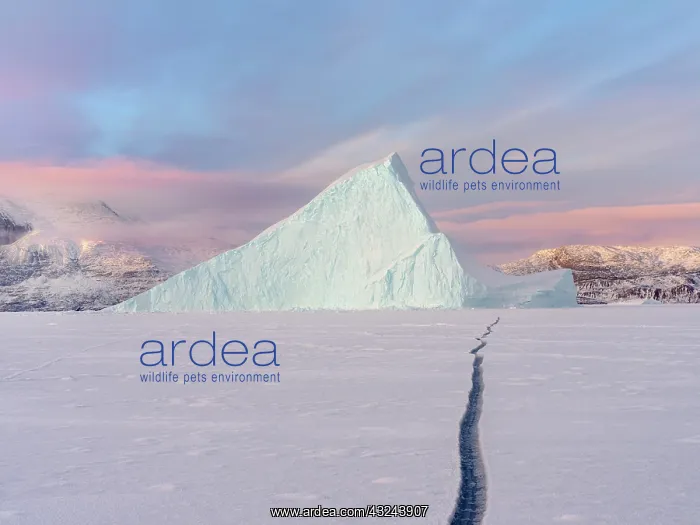  : Icebergs in front of Storen Island, frozen into