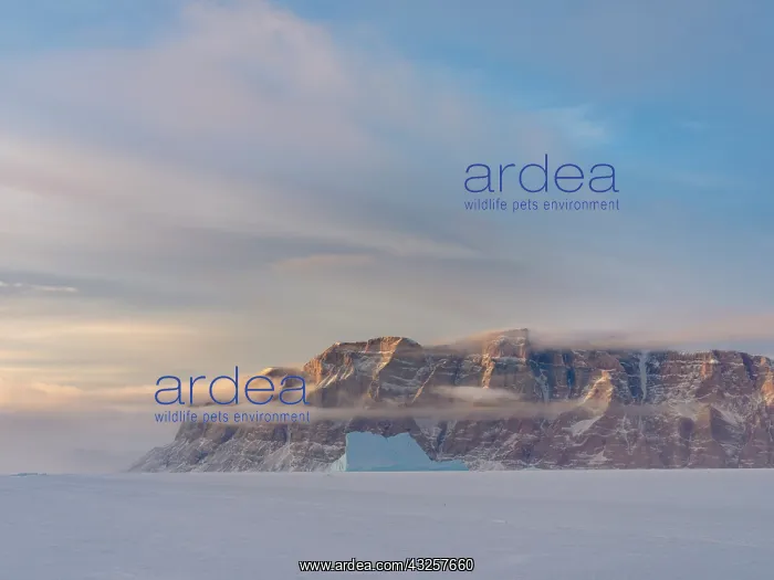 : Icebergs in front of Storen Island, frozen into : Icebergs in front of Storen Island, frozen into