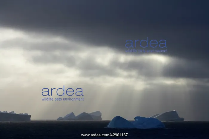 : Icebergs - with the sun streaming through clouds : Icebergs - with the sun streaming through clouds