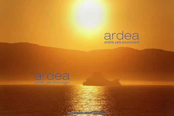 : Icebergs at sunrise Arctic ocean Summer : Icebergs at sunrise Arctic ocean Summer