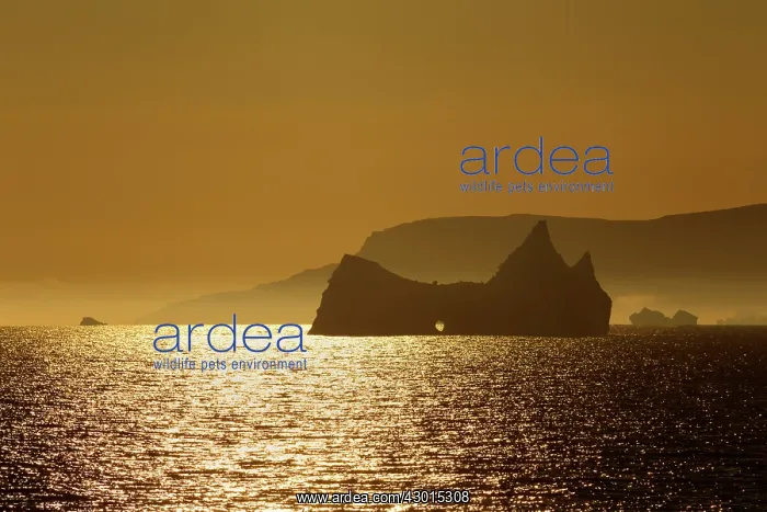 : Icebergs at sunrise Arctic ocean Summer : Icebergs at sunrise Arctic ocean Summer