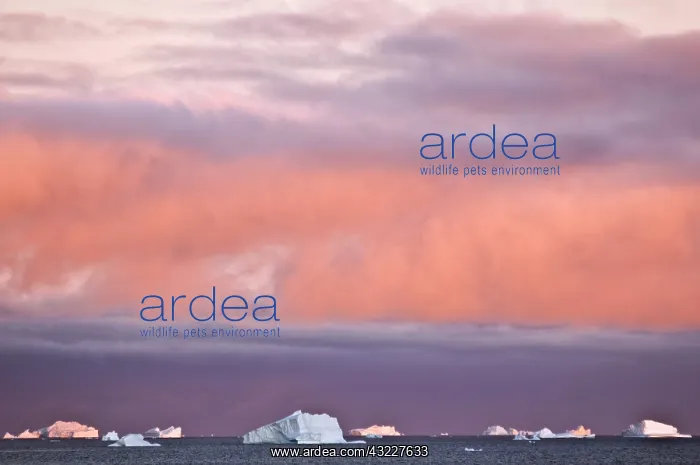 : Icebergs at sunrise, Cape York, West Coast : Icebergs at sunrise, Cape York, West Coast
