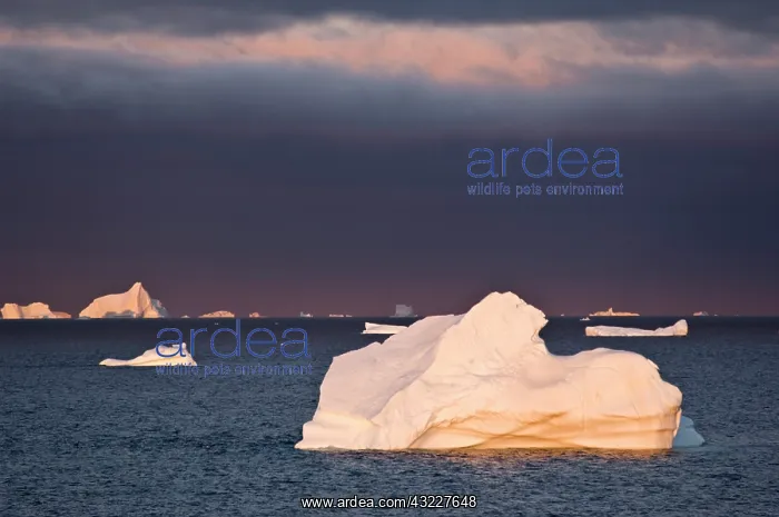 : Icebergs at sunrise, Cape York, West Coast : Icebergs at sunrise, Cape York, West Coast