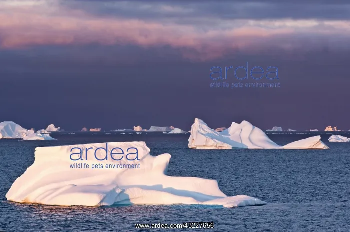 : Icebergs at sunrise, Cape York, West Coast : Icebergs at sunrise, Cape York, West Coast