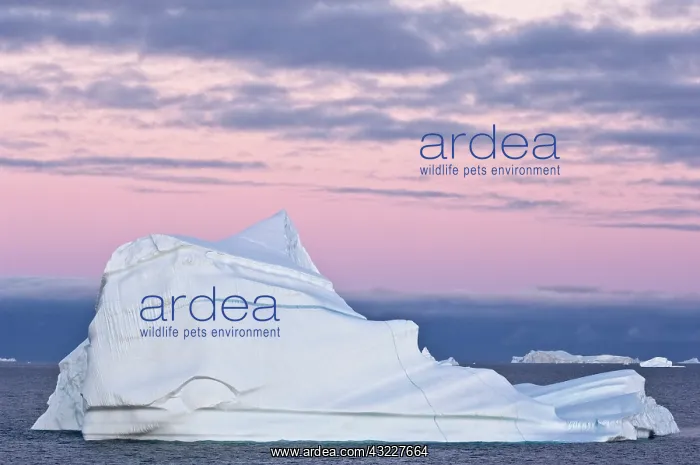 : Icebergs at sunrise, Cape York, West Coast : Icebergs at sunrise, Cape York, West Coast