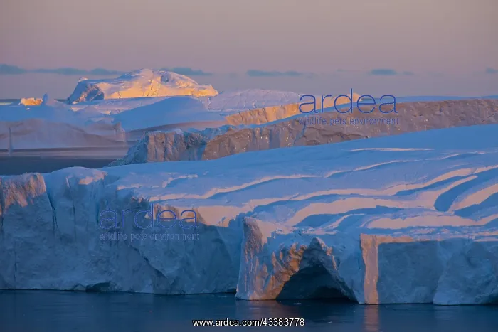 : Icebergs at sunset in the Kangia icefjord, Disko-Bay : Icebergs at sunset in the Kangia icefjord, Disko-Bay