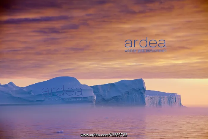 : Icebergs at sunset in the Kangia icefjord, Disko-Bay : Icebergs at sunset in the Kangia icefjord, Disko-Bay