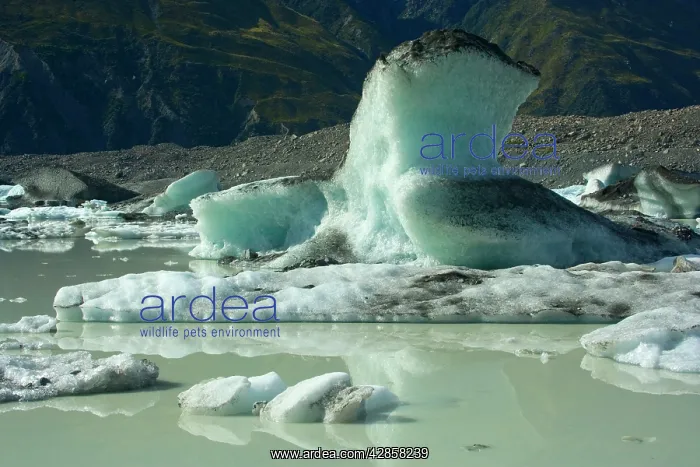 : Icebergs - thawing icebergs swimming in Tasman Glacier Lake : Icebergs - thawing icebergs swimming in Tasman Glacier Lake