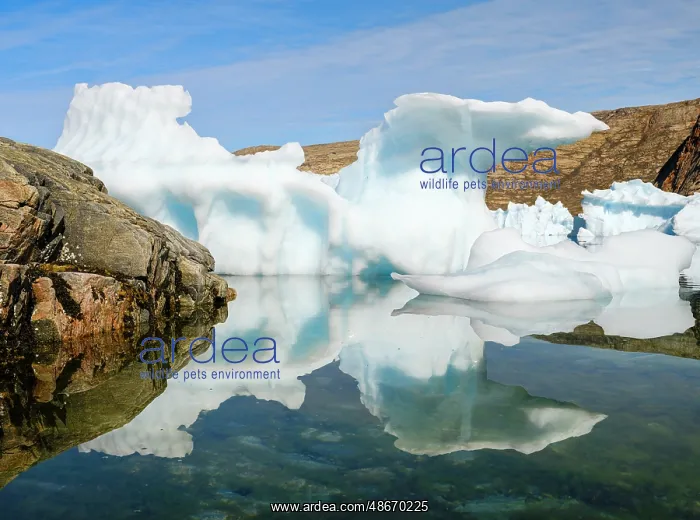 : Icebergs in the Uummannaq Fjord System, northwest Greenland : Icebergs in the Uummannaq Fjord System, northwest Greenland
