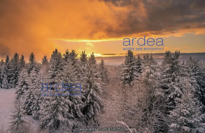 : Iced fir trees in winter landscape at sunrise, Kaltenbronn : Iced fir trees in winter landscape at sunrise, Kaltenbronn
