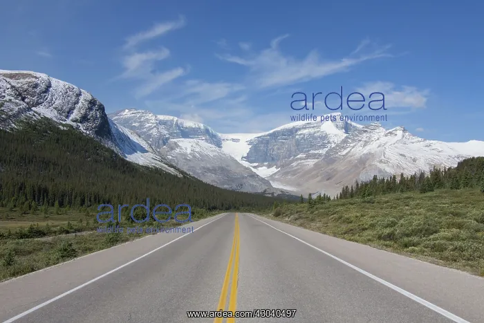  : Icefields Parkway