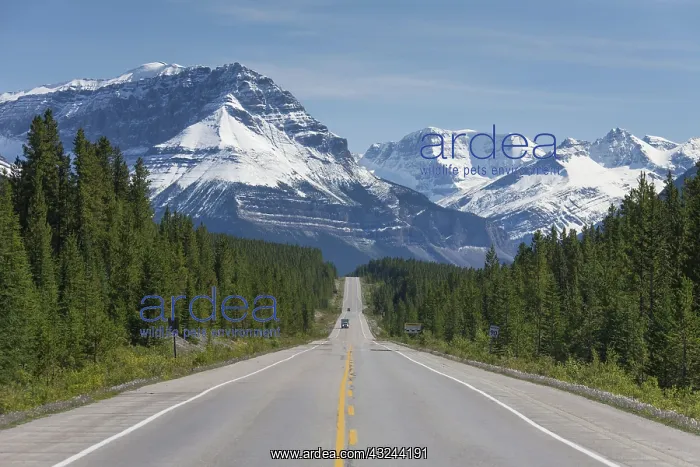  : Icefields Parkway